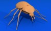 Gold Bug